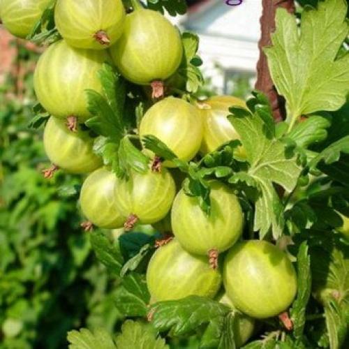 Лучшие сорта крыжовника 2019. Лучшие сорта крыжовника для выращивания в Подмосковье