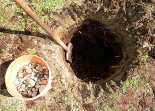 Как выбрать место для посадки яблони. Подготовка места и почвы