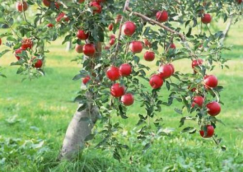 Что делать с яблонями в октябре. Советы и вопросы