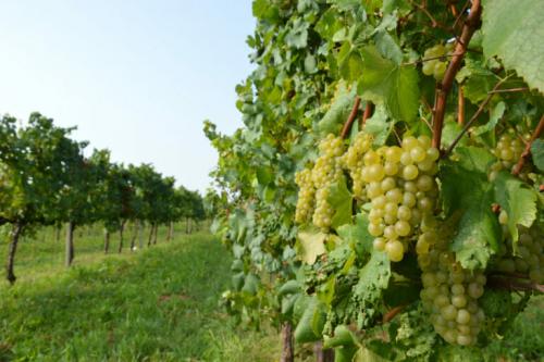 Когда проращивать черенки винограда. Советы по проращиванию черенков винограда в воде и кильчеванием