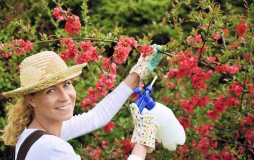 Сода, как удобрение в огороде. Пищевая сода: применение на огороде и в саду 05