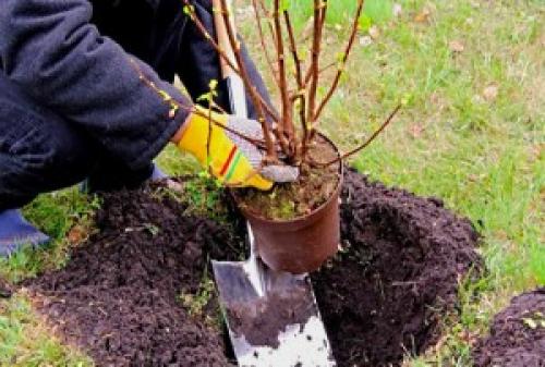 Где лучше сажать крыжовник в тени или на солнце. Когда и как сажать?