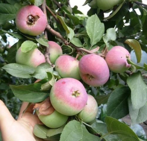 Яблоня уход в августе. Уход за яблоней в августе.