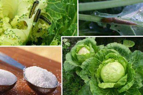 Сода, как удобрение в огороде. Пищевая сода: применение на огороде и в саду 04