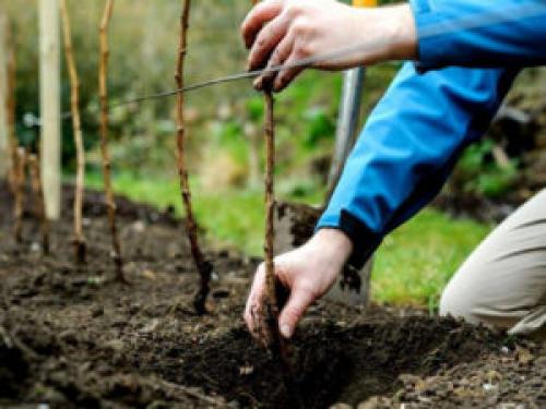 Малина посадка и уход в подмосковье. Когда лучше сажать, весной или осенью