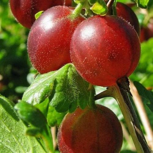 Лучшие сорта крыжовника 2019. Лучшие сорта крыжовника для выращивания в Подмосковье