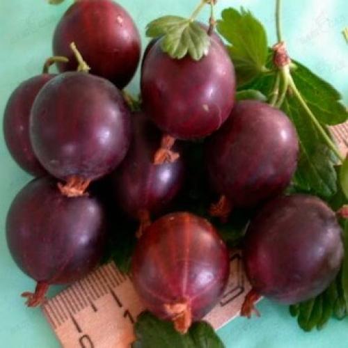 Лучшие сорта крыжовника 2019. Лучшие сорта крыжовника для выращивания в Подмосковье