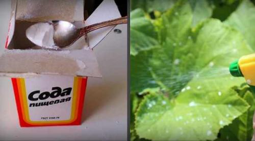 Сода, как удобрение в огороде. Пищевая сода: применение на огороде и в саду 01