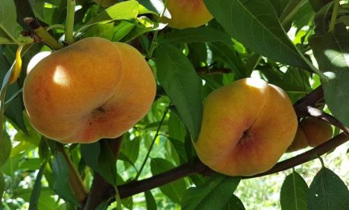 Персик колоновидный посадка и уход. Правила ухода за колоновидными персиками 09