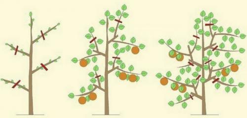 Персик колоновидный посадка и уход. Правила ухода за колоновидными персиками 01