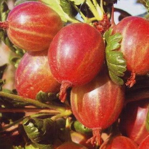 Лучшие сорта крыжовника 2019. Лучшие сорта крыжовника для выращивания в Подмосковье