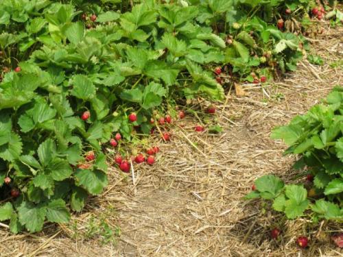 Как готовить к зиме кусты клубники. Когда начинать подготовку к зиме по регионам 09