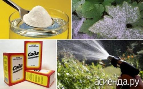 Пищевая сода для перца. Пищевая сода для подкормки растений и не только