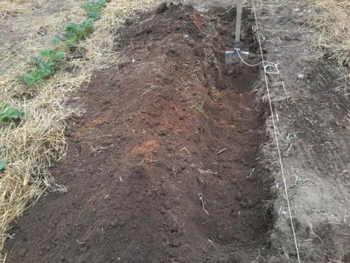 Посадка малины осенью. Посадка малины в открытый грунт