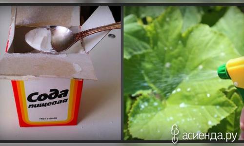 Пищевая сода для перца. Пищевая сода для подкормки растений и не только
