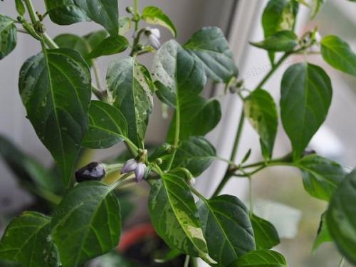 Декоративный перец в горшке. Необходимые агротехнические условия 05