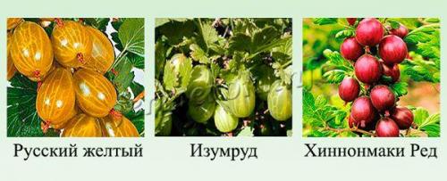 Крыжовник сорта. Какие сорта крыжовника самые сладкие?