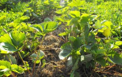 Как готовить к зиме кусты клубники. Когда начинать подготовку к зиме по регионам 07