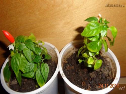 Декоративный перец в горшке. Необходимые агротехнические условия 06