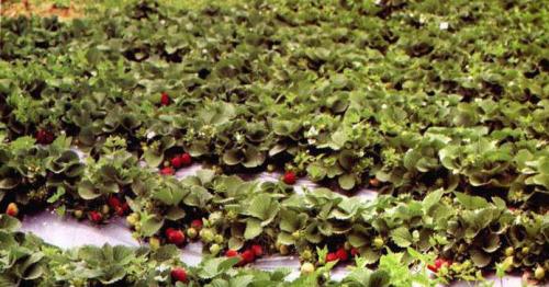 Посадка клубники под пленку осенью. Как правильно посадить клубнику под черную пленку (пошаговый метод) 01