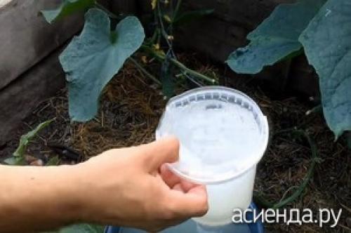 Пищевая сода для перца. Пищевая сода для подкормки растений и не только