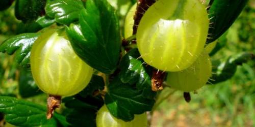 Что любит крыжовник. Секреты выращивания крупного крыжовника на своем участке