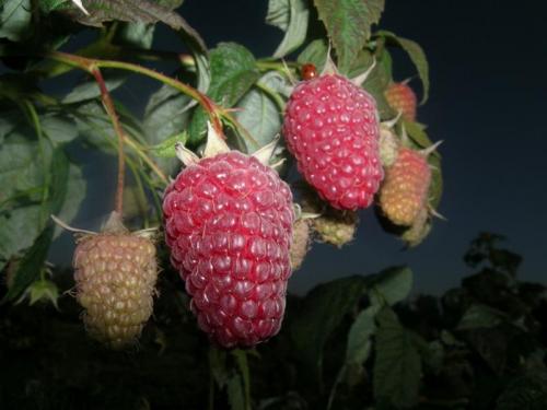 Малиновое дерево атлант. Описание