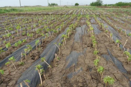 Обрезка деревьев и винограда. Обрезка винограда для начинающих: как не допустить ошибок