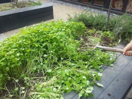 Что делать с сидератами осенью. Подзимний посев сидератов