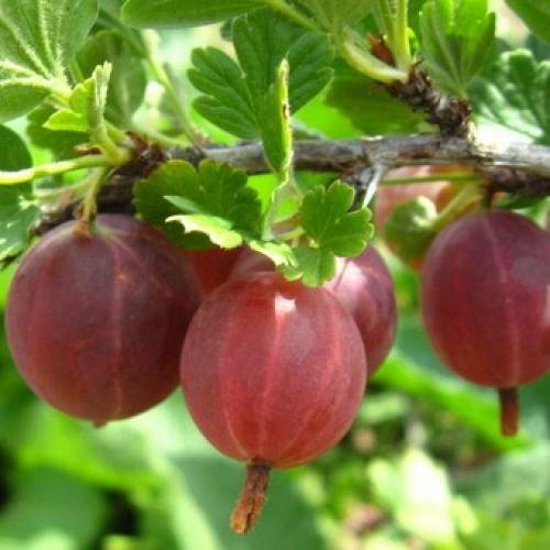 Лучшие сорта крыжовника 2019. Лучшие сорта крыжовника для выращивания в Подмосковье