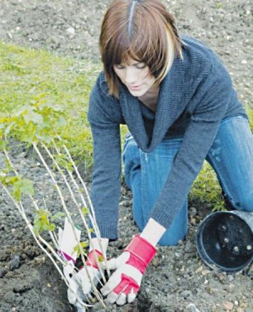 Где лучше сажать крыжовник в тени или на солнце. Когда и как сажать?