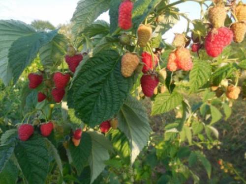 Как узнать сорт малины. Выбор малины для сада