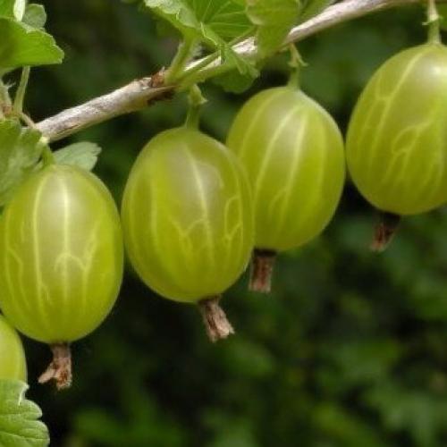 Лучшие сорта крыжовника 2019. Лучшие сорта крыжовника для выращивания в Подмосковье