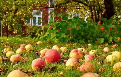 Чем подкормить яблони и груши осенью. Уход за яблоней и грушей осенью — чем подкормить для хорошего урожая