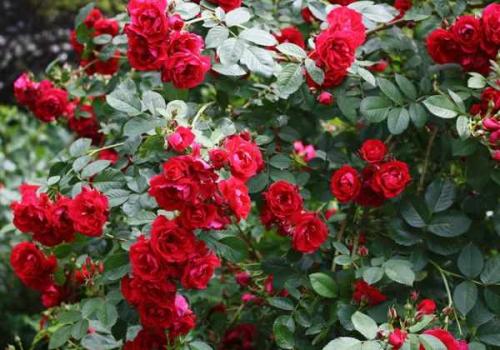 Сода, как удобрение в огороде. Пищевая сода: применение на огороде и в саду 06