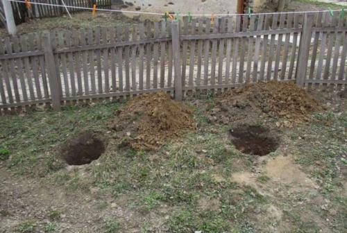 Посадка малины осенью. Посадка малины в открытый грунт