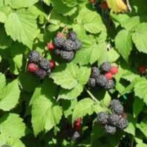 Когда осенью сажать ремонтантную малину. Выбор места для посадки и схема посадки ремонтантной малины осенью 05