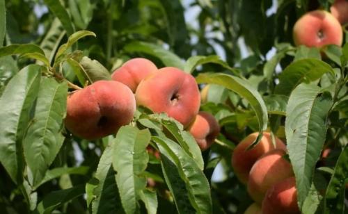 Персик колоновидный посадка и уход. Правила ухода за колоновидными персиками 11