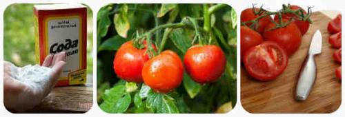 Сода для помидор. Пищевая сода для томатов
