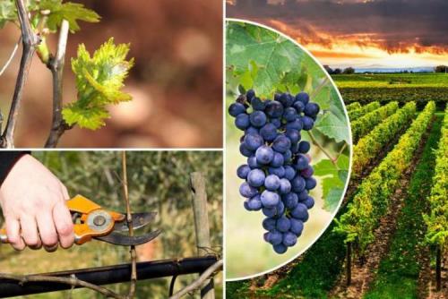 Обрезка деревьев и винограда. Обрезка винограда для начинающих: как не допустить ошибок