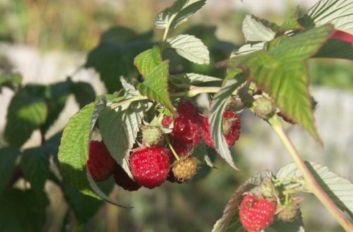 Как определить малина ремонтантная или нет. Отличительные свойства ремонтантной малины 02 Как определить малина ремонтантная или нет. Отличительные свойства ремонтантной малины 02