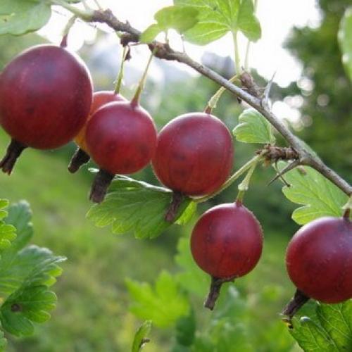 Лучшие сорта крыжовника 2019. Лучшие сорта крыжовника для выращивания в Подмосковье