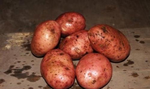 Поздние сорта картофеля