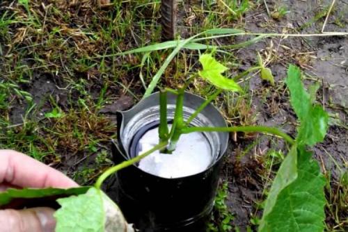 Обрезка деревьев и винограда. Обрезка винограда для начинающих: как не допустить ошибок