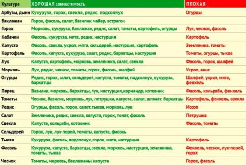 Соседство на огороде таблица. Определяем оптимальное соседство овощей на грядках — таблицы и правила севооборота