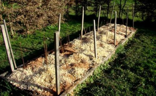 Посадка малины осенью. Посадка малины в открытый грунт