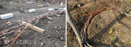 Как закапывать виноград на зиму. Как укрыть виноград на зиму