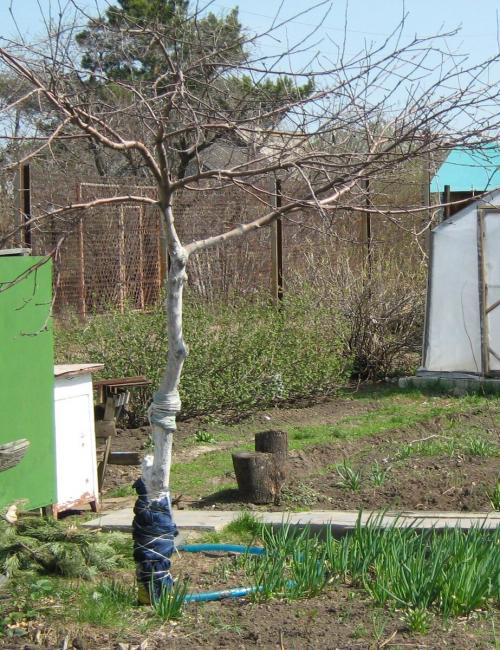 Какие овощи можно посадить под деревьями. Какие овощи выращивать под яблоней