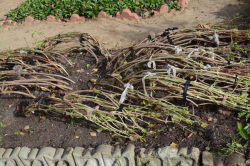 Как укрыть на зиму гортензию метельчатую. Как правильно укрыть гортензии на зиму пошагово