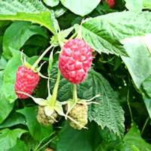 Когда осенью сажать ремонтантную малину. Выбор места для посадки и схема посадки ремонтантной малины осенью 06